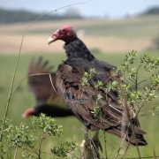 Cathartes Aura em Cacapava do Sul